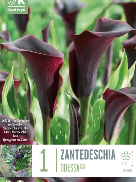 Bulbos de Zantedeschia 'Odessa'