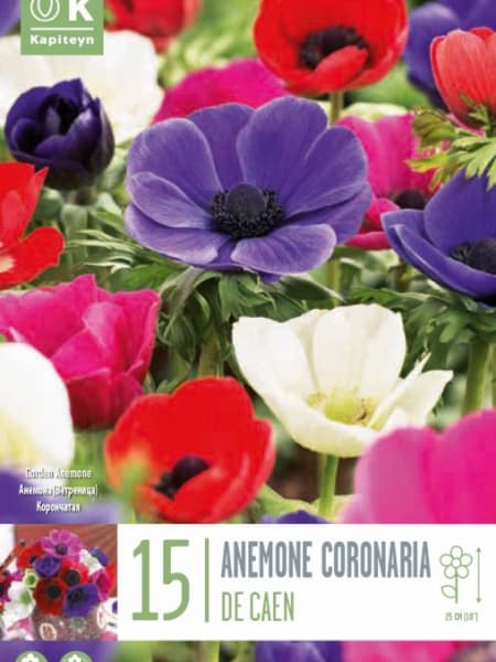 Bulbos Anemone Coronaria de Caen Mix Colores 15uds