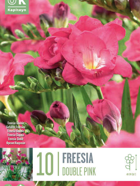 Bulbos de Freesia doble rosa