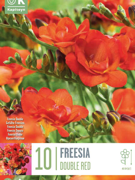 Bulbos de Freesia doble roja