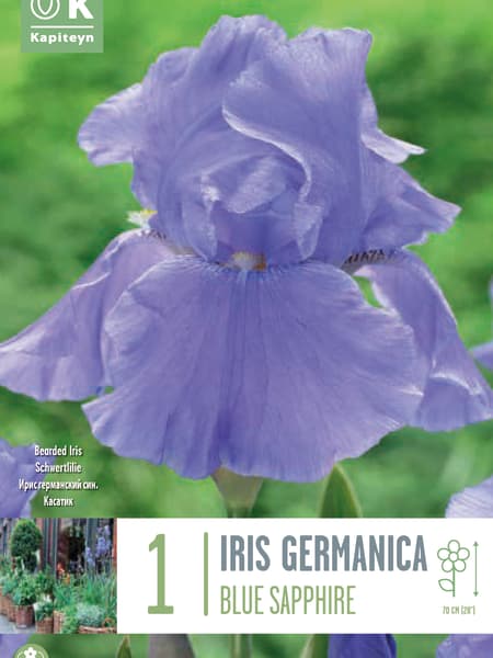 Bulbos de Iris germanica 'Blue Shapire'