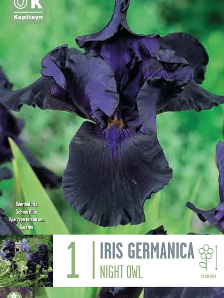 Bulbos de Iris germanica 'Night Owl'