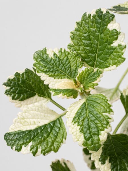 Plectranthus coleoides (Planta de Incienso)