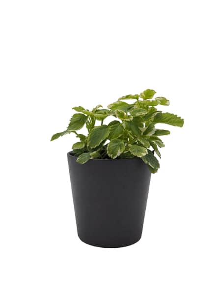 Plectranthus coleoides (Planta de Incienso)