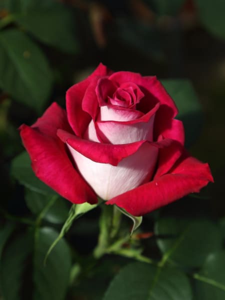 Rosal Monica Bellucci®