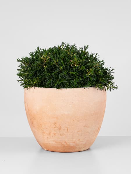 Chamelaucium uncinatum (Flor de Cera)