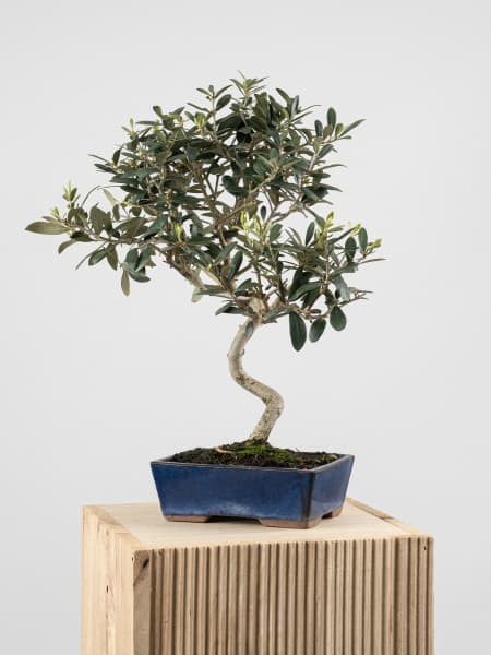 Bonsai Olivo (Olea europaea)
