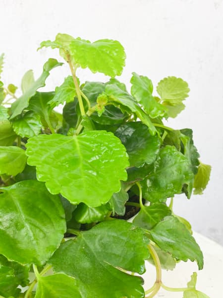 Plectranthus australis (Planta del Dinero)