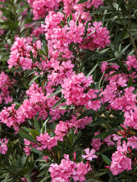 Nerium oleander roja (Adelfa)