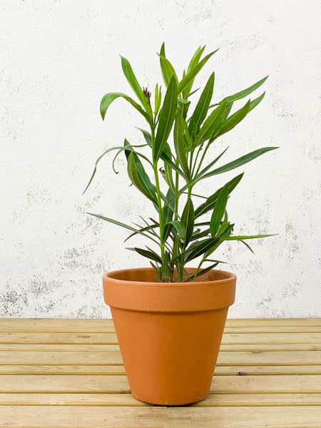 Nerium oleander roja (Adelfa)