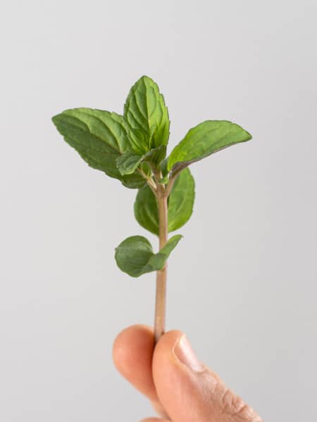 Menta chocolate - Planta aromática