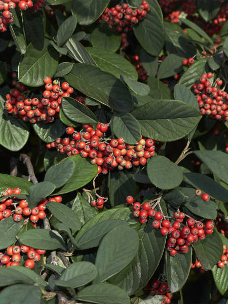 Cotoneaster lacteus