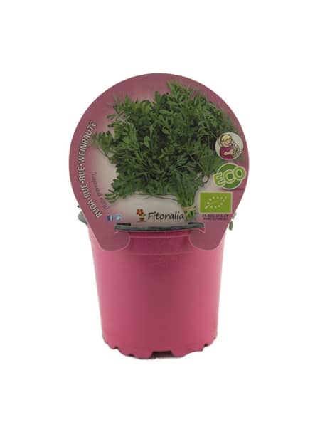 Ruda (ruta graveolens) - Planta aromática