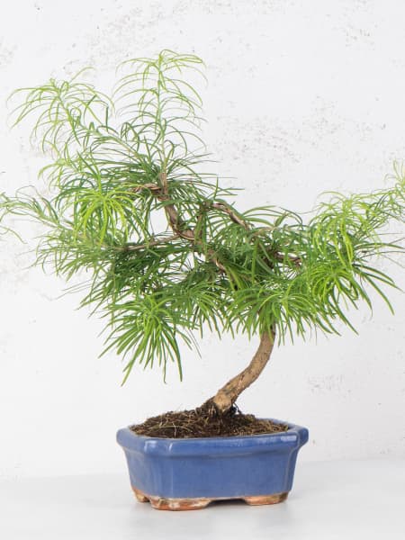 Bonsai Falso alerce (Pseudolarix)