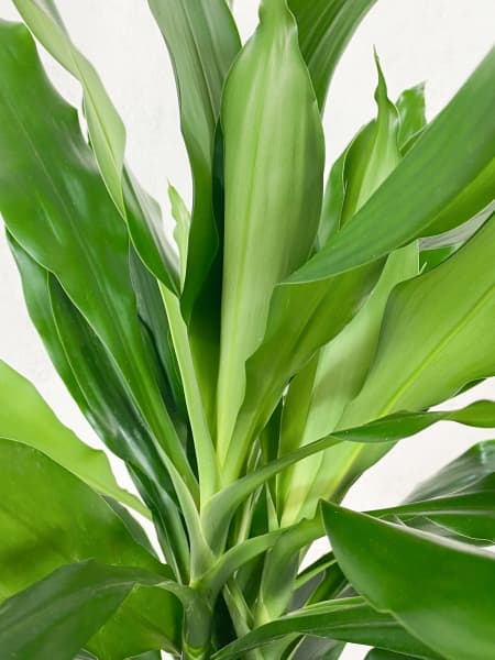 Dracaena 'Janet Lind'
