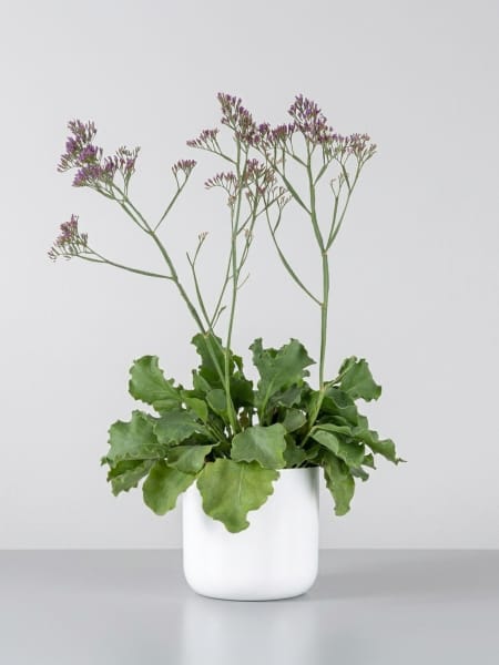 Limonium sinuatum - Statice