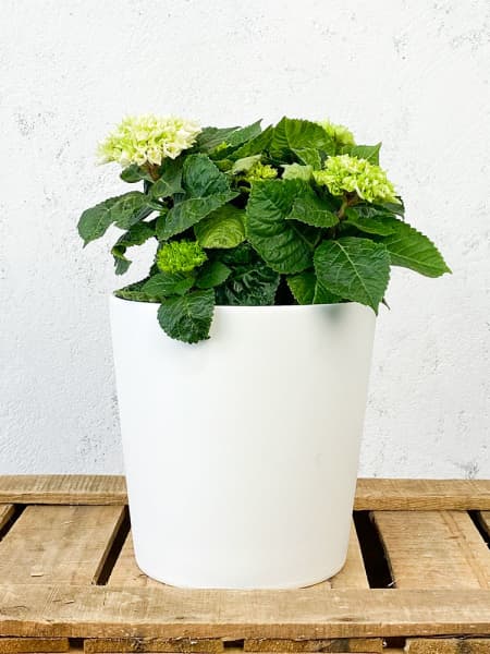 Hortensia de exterior (flor temprana)