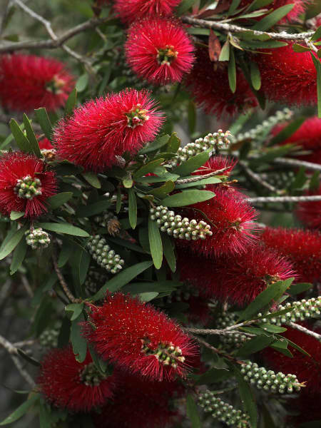 Limpiatubos (callistemon laevis)