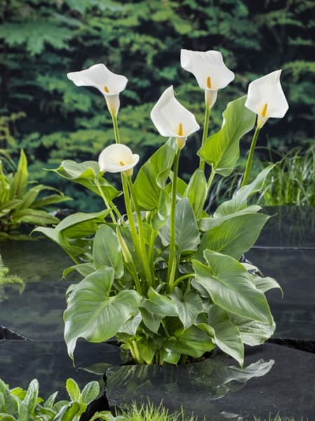 Cala (zantedeschia aethiopica) - Planta palustre de estanque