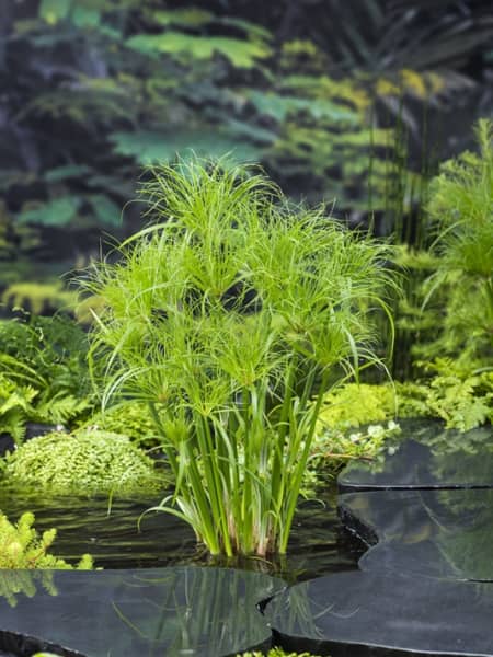 Cyperus papyrus - Planta palustre de estanque