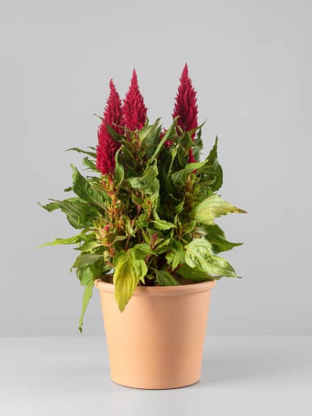 Celosia argentea var. plumosa