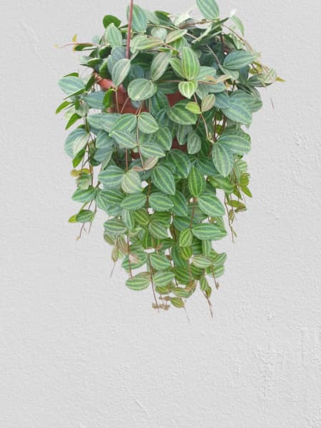 Peperomia angulata