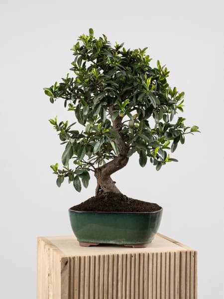 Bonsai Espino de fuego (Pyracantha)