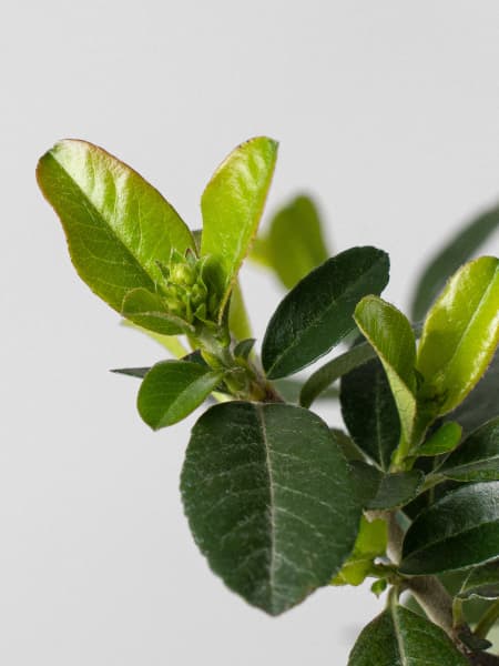 Bonsai Espino de fuego (Pyracantha)