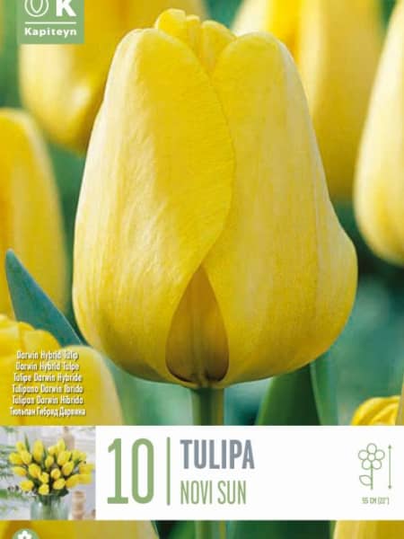Bulbos de Tulipán 'Novi Sun'