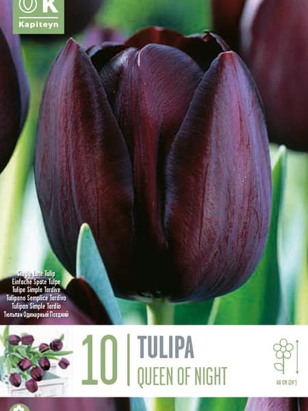 Bulbos de Tulipán 'Queen of night'.