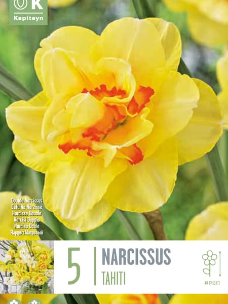 Bulbos de Narcissus 'Tahiti'