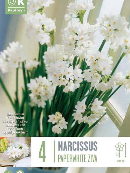 Bulbos de Narcissus papyraceus 'Ziva'