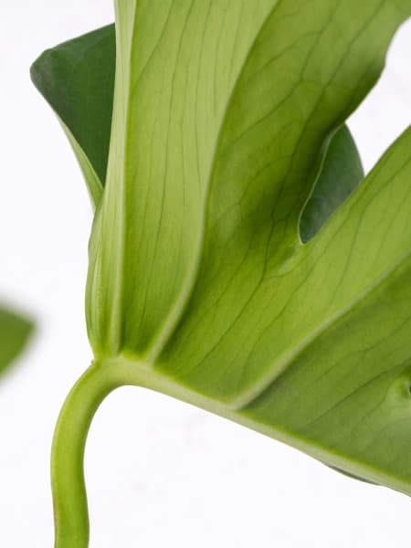 Monstera deliciosa (Costilla de Adán)