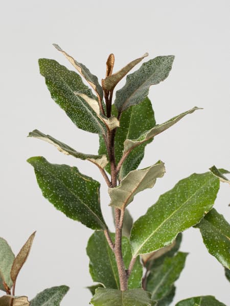 Eleagnus (eleagnus x ebbingei)