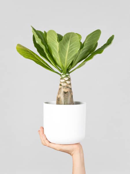 Brighamia insignis