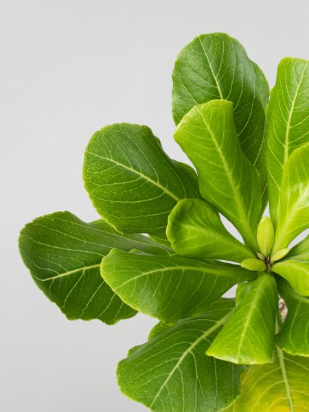 Brighamia insignis