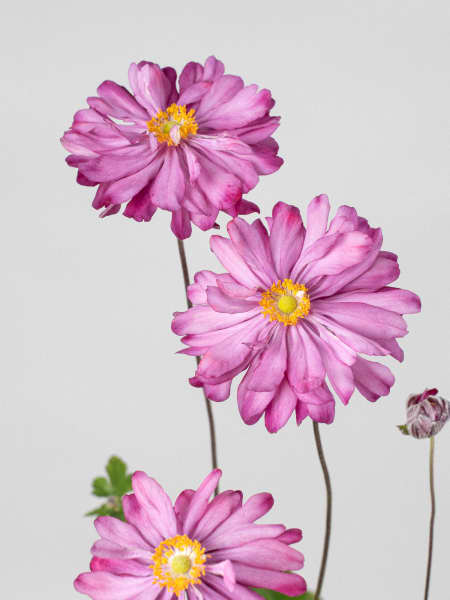 Anemone hupehensis (Anémona del Japón)