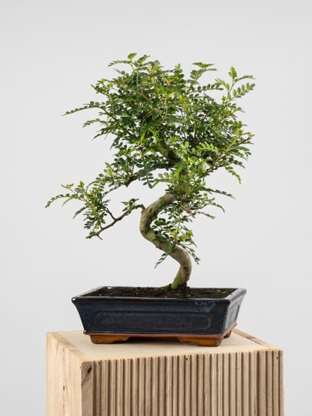Bonsai Operculicarya (Zanthoxylum Pimienta japonesa)