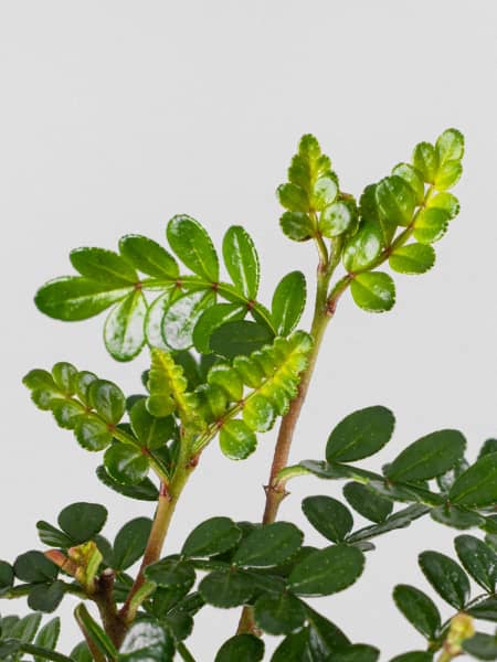 Bonsai Operculicarya (Zanthoxylum Pimienta japonesa)