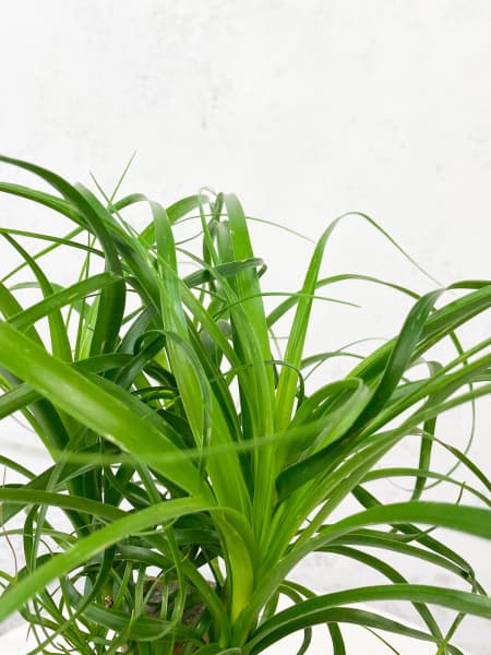 Beaucarnea recurvata