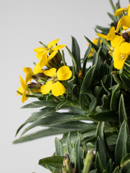 Erysimum - Alhelí amarillo