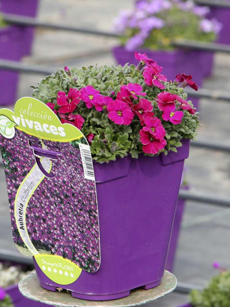 Aubrieta × cultorum