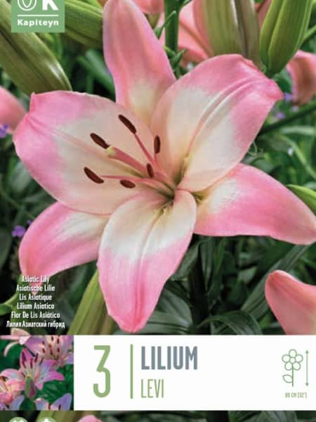 Bulbos Lilium Levi Blanco y Morado 3uds