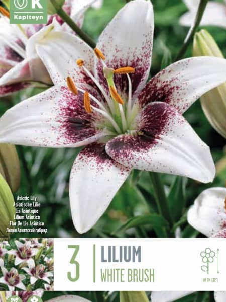 Bulbos Lilium Bicolor White Brush 3uds