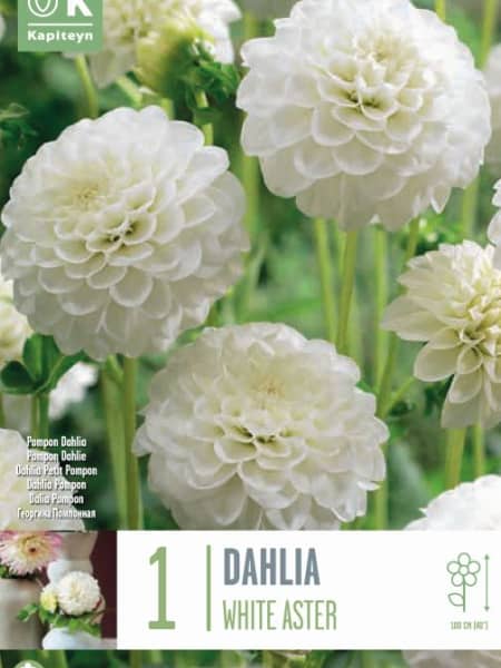 Bulbos de Dahlia 'White Aster'