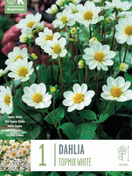 Bulbos de Dahlia 'Topmix White'