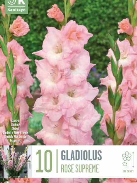 Bulbos de Gladiolus 'Rose Supreme'