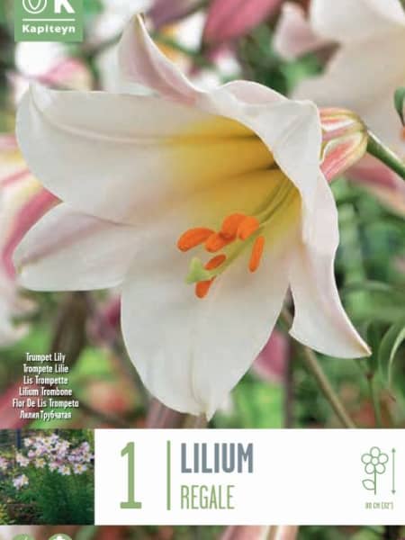 Bulbos Lilium regalle blanco 1ud