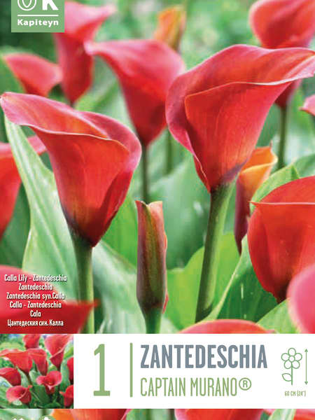 Bulbos de Zantedeschia 'Captain Murano'