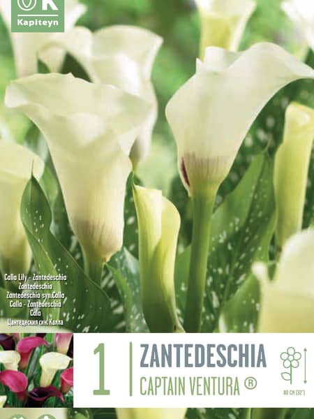 Bulbos de Zantedeschia 'Captain Ventura'